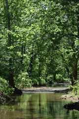 Fototapeta na wymiar Creek that runs through a forest