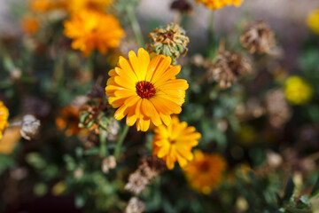yellow and orange Calendula officinalis flowers in the garden in winter, in Adelaide, South Australia
