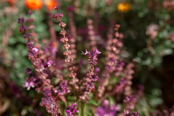 Dark Opal Purple Basil growing in Adelaide, South Australia
