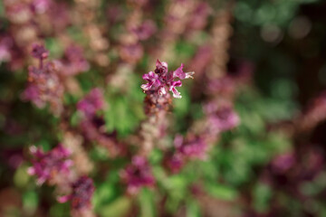 Dark Opal Purple Basil growing in Adelaide, South Australia