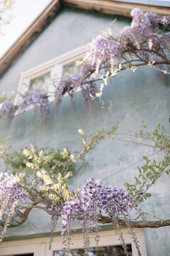 House covered in wisteria flower