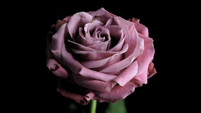 Rose Flower Bloom Timelapse Pink 01