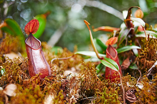 Nepenthes edwardsiana in its natural environment