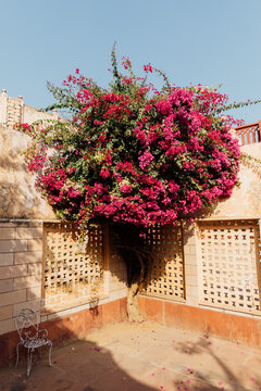 Bougainvillea in the corner of the building in the sunshine