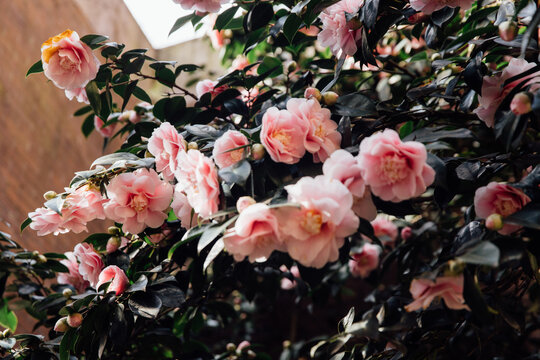 Pink camellias in the sunshine against a wall next to a building