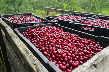 Sour Cherry Harvest