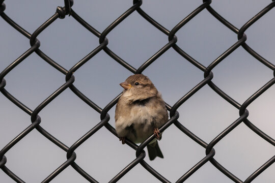 TWEET