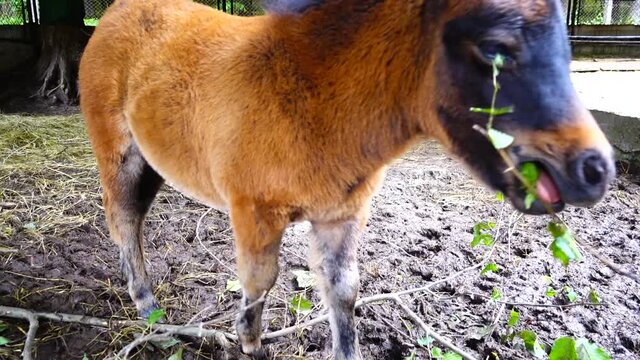Baby horse pony in the paddock.