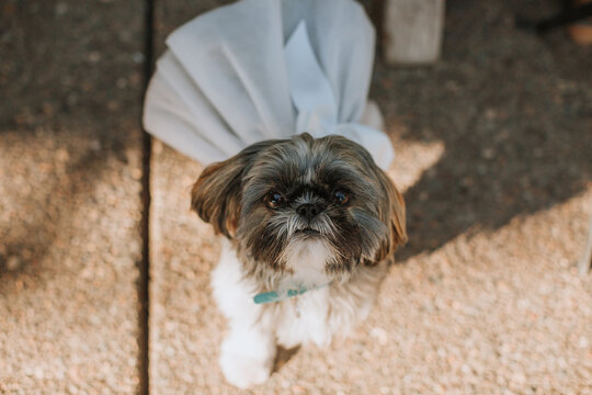 Cute Dog Wearing Wedding Dress