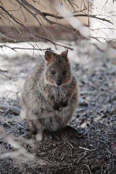 Adorable Quokkas on Rottnest Island, Western Australia