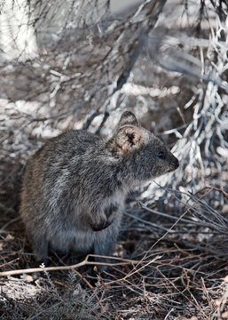 Adorable Quokkas on Rottnest Island, Western Australia