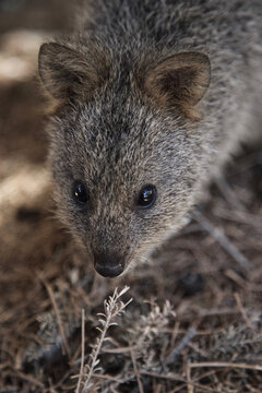 Adorable Quokkas on Rottnest Island, Western Australia