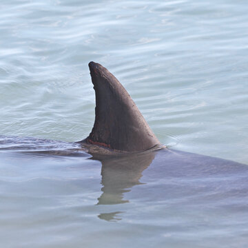 Wild dolphins in shallow waters of Monkey Mia, Western Australia