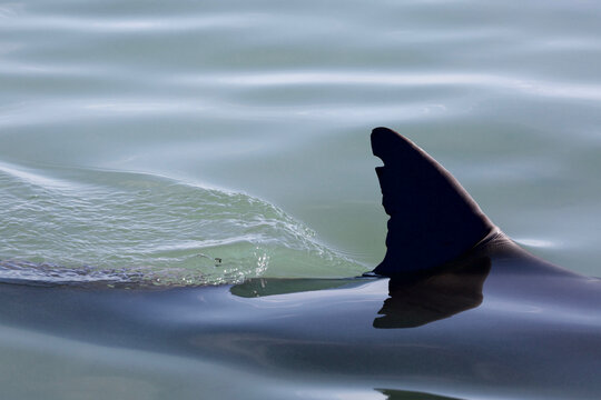 Wild dolphins in shallow waters of Monkey Mia, Western Australia