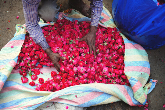 Roses at the flower market Old Delhi