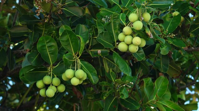 Calophyllum inophyllum is a large evergreen plant, commonly called tamanu, mastwood, beach calophyllum or beautyleaf. Kuilei Cliffs Beach Park, Honolulu, Oahu, Hawaii