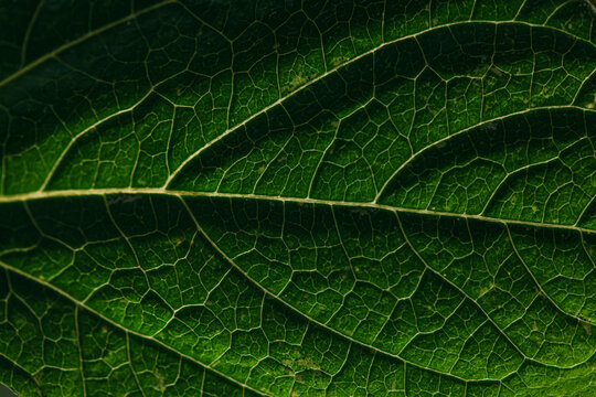 Fototapeta Green Leaf Macro Background