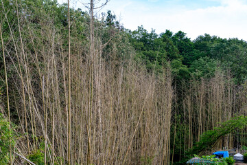 Withered bamboo after flowering in Japan