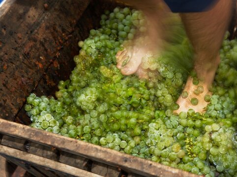 Grape Crushing