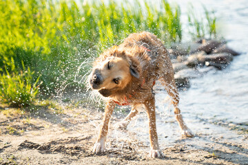 Pies otrzepujący się z wody