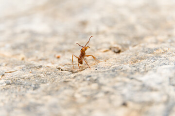 Macro closeup of red ant on white cement floor.