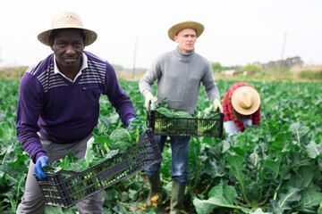 Man carries a box of broccoli on a farm field
