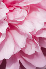 blurry abstraction of petals of pink delicate fragile peony flower. vertical flower content, background, texture for templates. selective focus, depth of field