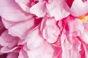 blurry abstraction of petals of pink delicate fragile peony flower. flower content, background, texture for templates. selective focus, depth of field