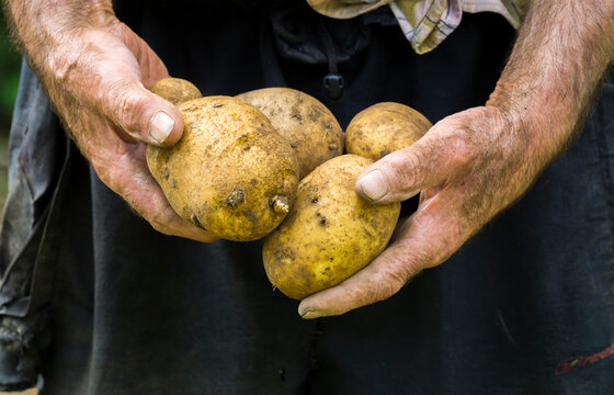 Potatoes
