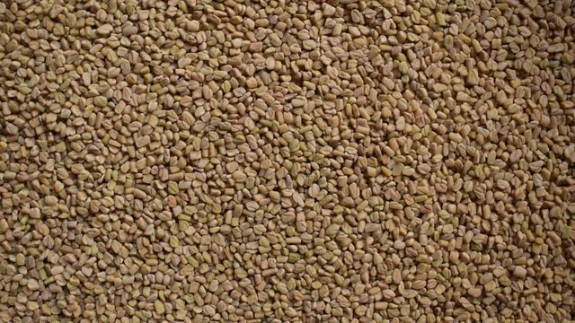 Raw whole dried Fenugreek seeds