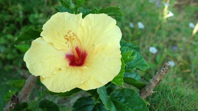 Hibiscus is a genus of flowering plants in the mallow family, Malvaceae. Kuilei Cliffs Beach Park, Oahu, Hawaii