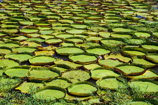 Water Lilies  in the Amazon