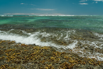 Turbinaria ornata. Padina sanctae-crucis. Seaweed, or macroalgae, refers to thousands of species of macroscopic, multicellular, marine algae. Tide pool, Diamond Head Beach Park,Honolulu, Oahu, Hawaii