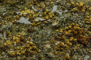 Turbinaria ornata. Padina sanctae-crucis. Seaweed, or macroalgae, refers to thousands of species of macroscopic, multicellular, marine algae. Tide pool, Diamond Head Beach Park,Honolulu, Oahu, Hawaii