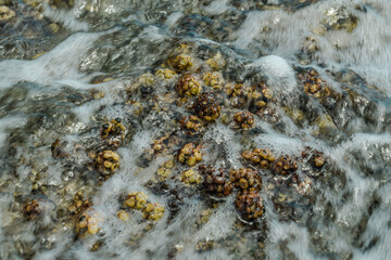 Turbinaria ornata. Padina sanctae-crucis. Seaweed, or macroalgae, refers to thousands of species of macroscopic, multicellular, marine algae. Tide pool, Diamond Head Beach Park,Honolulu, Oahu, Hawaii