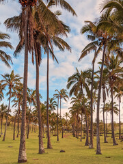 Fototapeta premium Easter Island's palm trees sky high on a summer day