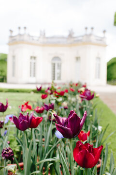 Red and purple tulips in a field in Paris