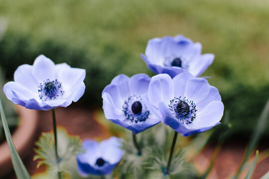 Purple anemone flower in a field in Paris
