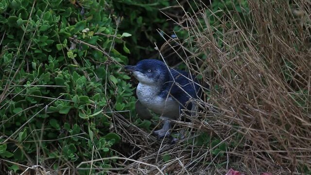 Little blue penguin watching - Victoria, Australia