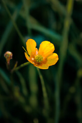 yellow flower