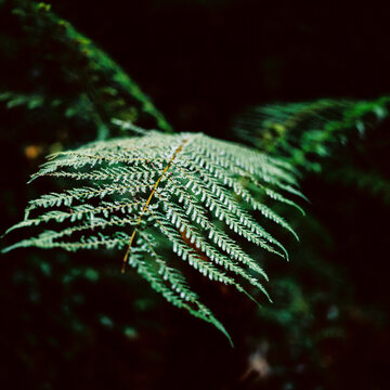 Foliage of Ferns