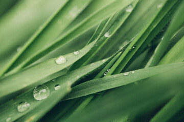 Macro shot of water drops on the leafs