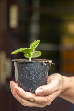 Person holding zucchini plant