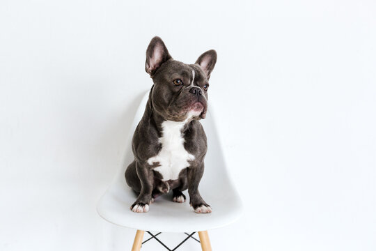 Adorable french bulldog sitting on a chair