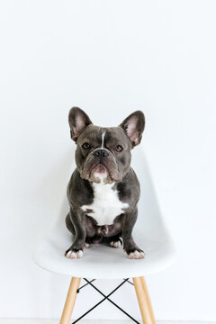 Adorable french bulldog sitting on a chair