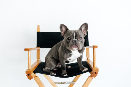 Adorable french bulldog sitting on a chair