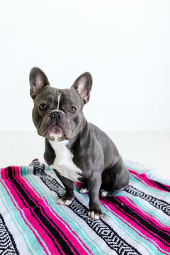 Adorable french bulldog sitting on a blanket
