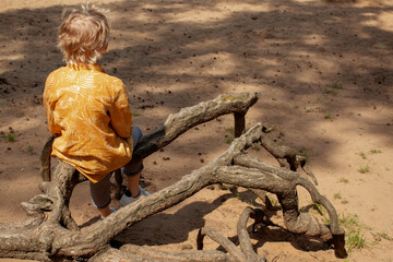 A boy is sitting on a dry tree  branch