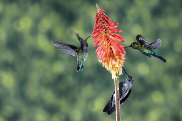 ave, colibrí, naturaleza, fauna, animal, apresurado, verde, azul, vida, flor, pico, miniatura, tornasol, vuela, color, emplumar, rojo, ave, alas, alas, biodiversidad, velocidad, emplumar.Colibrí Garga © Didier