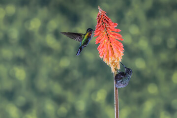 ave, colibrí, naturaleza, fauna, animal, apresurado, verde, azul, vida, flor, pico, miniatura, tornasol, vuela, color, emplumar, rojo, ave, alas, alas, biodiversidad, velocidad, emplumar.Colibrí Garga © Didier